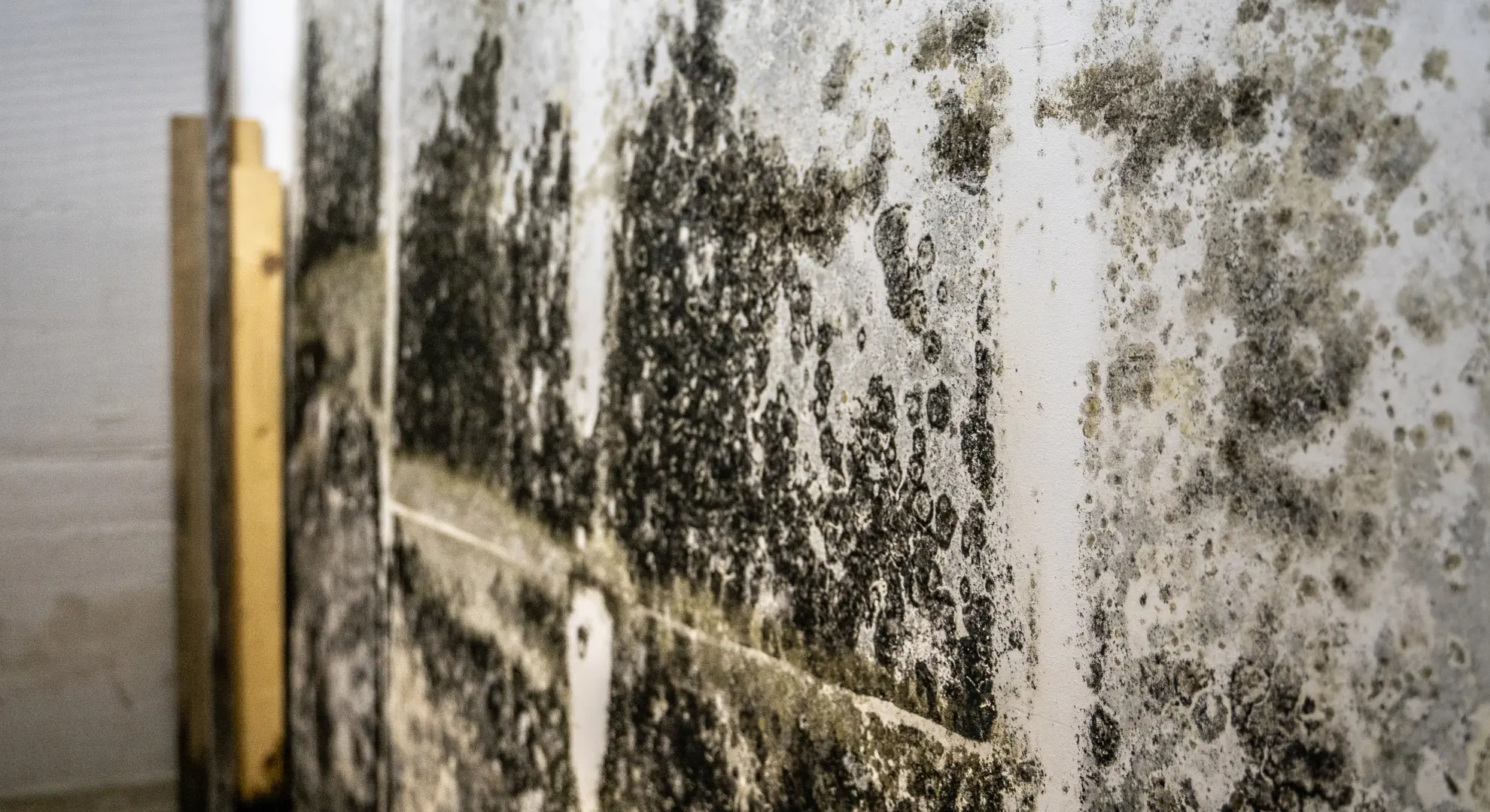 mold remediation background.webp